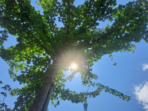 Riflessologia Preventiva